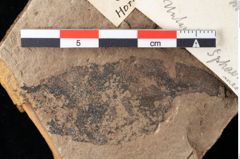 Foto (Detailansicht) von Xylomites lignitum Ettingshausen (NHMW-GEO-2024-0188-0052)